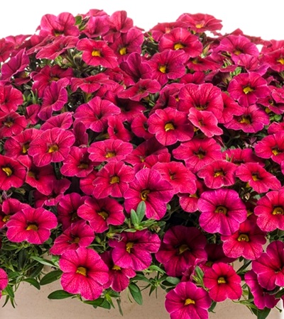 Million Bells Superbells® Cherry Red